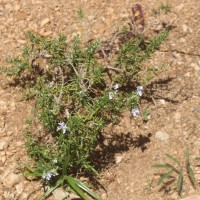 Salvia rosmarinus Spenn.